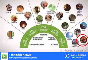加马饮料 市场反应与技术开发的双重考量